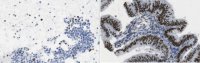 Anti-Dach1 Antibody, clone 1F6.1 