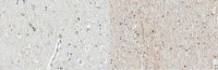 Anti-Del-1 Antibody, clone D345 