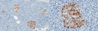 Anti-Del-1 Antibody, clone D345 