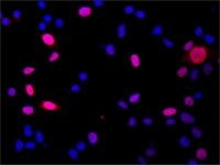 Anti-DGCR8 (N-terminal) antibody produced in rabbit 