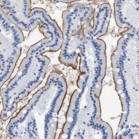 Anti-DLC1 antibody produced in rabbit