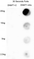 Anti-DNMT1 Antibody, Ac-4K 