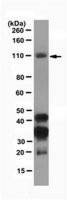 Anti-Dnmt3b Antibody, clone D3B2-2C1 