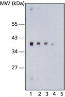 Anti-dTAF40 antibody, Mouse monoclonal 