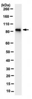 Anti-DYRK1A Antibody, clone 11D9.1 