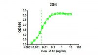 Anti-EBOV GP Antibody, clone 2G4 