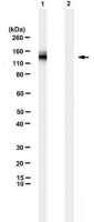 Anti-EGFRvIII mutation Antibody, clone L8A4 