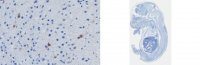 Anti-ErbB4 Antibody, clone mAB10 