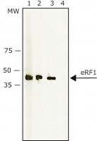 Anti-eRF1 antibody produced in rabbit 