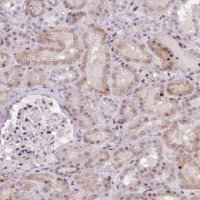 Anti-ERG antibody produced in rabbit 