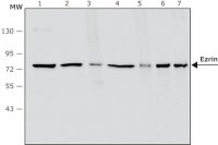 Anti-Ezrin antibody, Mouse monoclonal