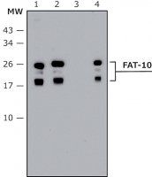 Anti-FAT10 (human specific) antibody produced in rabbit 