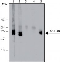 Anti-FAT10 (human specific) antibody, Mouse monoclonal 
