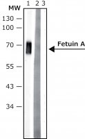 Anti-Fetuin A antibody, Mouse monoclonal 