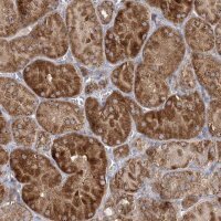 Anti-FEZ2 antibody produced in rabbit 