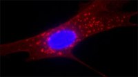 Anti-Fibroblast Surface Protein antibody, Mouse monoclonal 