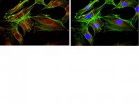 Anti-FOXO1 Antibody, clone 2H8.2 