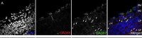 Anti-GAD67 Antibody, clone 1G10.2 
