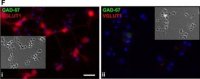 Anti-GAD67 Antibody, clone 1G10.2