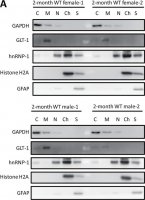 Anti-GAPDH Antibody 