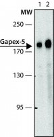 Anti-Gapex-5 (N-terminal) antibody produced in rabbit 