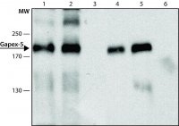 Anti-Gapex-5 antibody produced in rabbit 