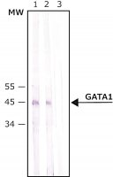 Anti-GATA1 antibody produced in rabbit 