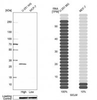 Anti-GCLM antibody produced in rabbit 