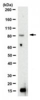 Anti-GGA3 Antibody, clone 3G5.1 
