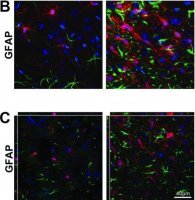 Anti-Glial Fibrillary Acidic Protein Antibody, clone GA5 
