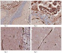 Anti-GLUT1 (CT) Antibody, clone 5B12.3 