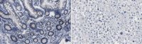 Anti-GM130 Antibody, clone 4A3 