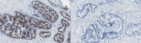 Anti-GOLM1 Antibody, clone 6A2 