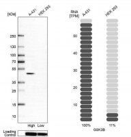 Anti-GSK3B antibody produced in rabbit 