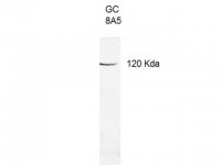 Anti-Guanylate Cyclase 2E Antibody, clone 8A5 