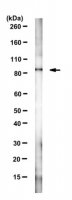 Anti-HAP1 Antibody, clone 1B6 