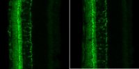 Anti-HCN4 Antibody, clone PG2-1A4 
