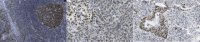 Anti-Heterochromatin Protein-1 Antibody, clone 4C12.1 