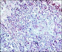 Anti-Histone Deacetylase 3 (HDAC3) antibody produced in rabbit 