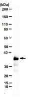 Anti-Histone H1 Antibody, clone 1G6 