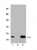 Anti-Histone H2A.Z Antibody 