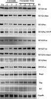 Anti-Histone H3 antibody produced in rabbit 