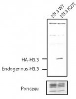 Anti-Histone H3.3 K27I 