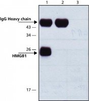 Anti-HMGB1 (HMG1) (C-terminal) antibody produced in rabbit 