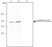 Anti-hnRNP-E1/E2 (N-terminal) antibody produced in rabbit 