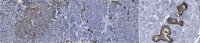 Anti-HPa3 Antibody, clone HIC3-2D12 
