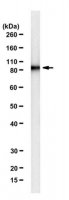 Anti-Hsp90 alpha Antibody, clone 1G6-D7 
