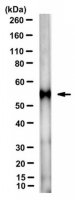 Anti-IDO-2 Antibody, clone 4-3