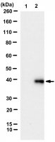 Anti-IKFZ3 degron tag Antibody, clone 1C3-D3-F8 