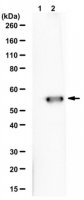 Anti-Influenza A nucleoprotein